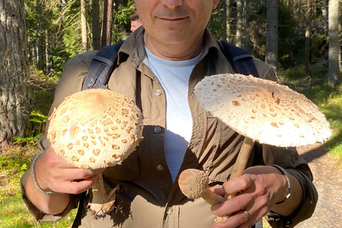 Stockholm: Mushroom and Berries Foraging Tour with Lunch