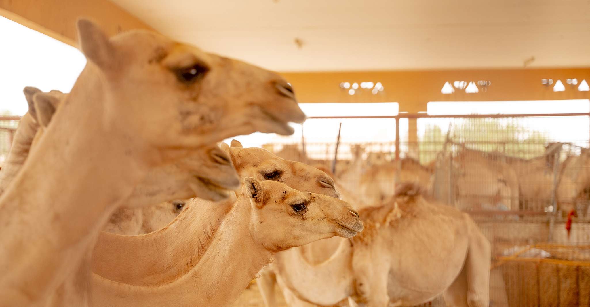Abu Dhabi, Full-Day Al Ain Tour met toegangskaarten en maaltijden - Hizvo
