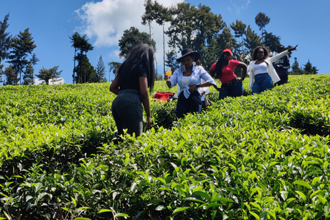 Nairobi: 1-dniowa wycieczka na farmę herbaty Teagoni