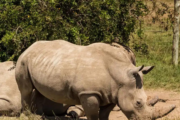 Ol Pejeta Conservancy Full-Day Safari