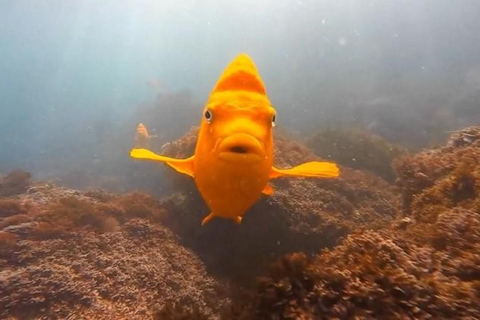 San Diego: La Jolla Cove Guided Snorkeling Tour San Diego: La Jolla Cove Guided Snorkeling