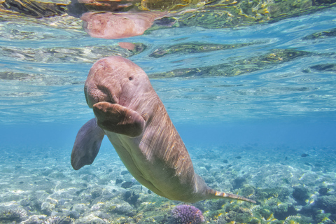 Coron: Dugong Watching and Snorkeling Tour with Lunch