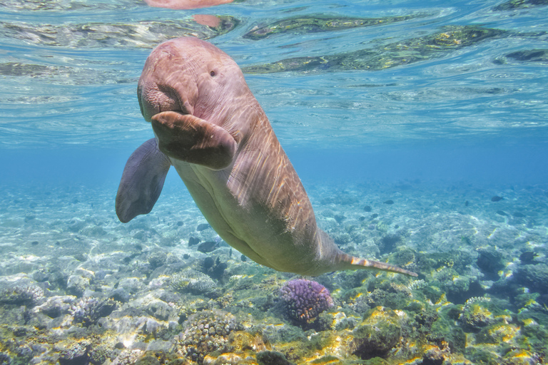 Coron: Dugong Watching and Snorkeling Tour with Lunch