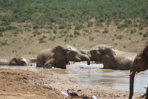 Addo Elephant National Park: Half-Day Safari with Guide