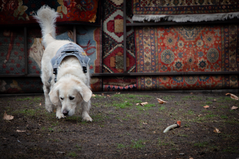 Morning walk in Yerevan: Guided Tour with my dog Charlie