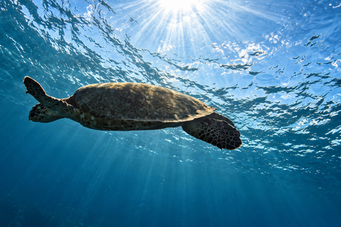 Coron: Dugong and Turtle Watching Tour w/ Lunch & Transfers