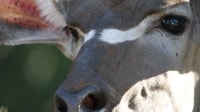 Private Full Day Addo Elephant National Park Safari - Housity