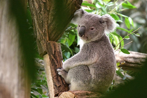 بروجليت تذكرة دخول حديقة حيوان بايري دايزاأيام الأسبوع