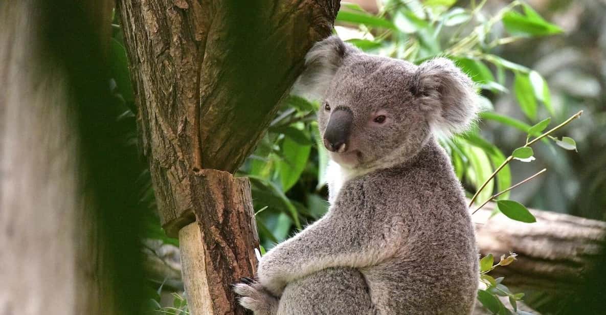 Afbeelding 14 van Brugelette: Pairi Daiza Zoo inclusief toegangsbewijs voor 'Edenya'