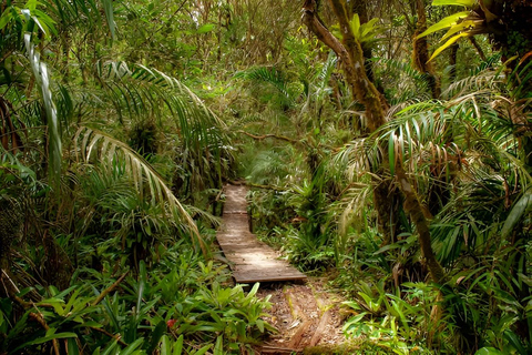 Teresópolis : circuit découverte de la faune de la forêt atlantiqueTeresópolis : Excursion à la découverte de la faune de la forêt atlantique