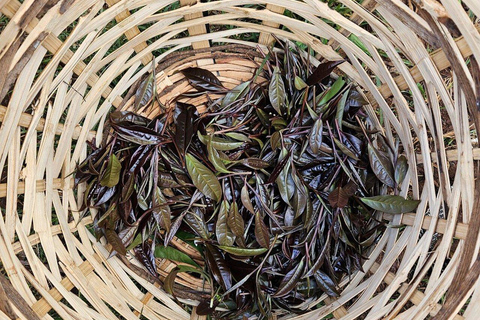 Nairobi:Gatura Greens Farm - Organic Farming & Culinary Tour