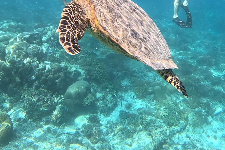 Gili island Snorkelling by private glass bottom boat