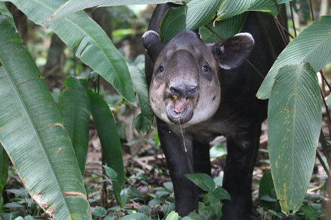 Uvita: Corcovado Rainforest & Wildlife Adventure