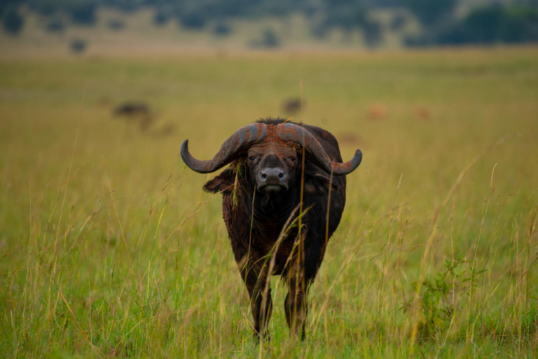 Safári de 3 dias com vida selvagem em Uganda para o Parque Nacional Kidepo Valley