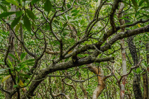 Zanzibar: Jozani Forest, Salaam & Maalum Caves and Sunset