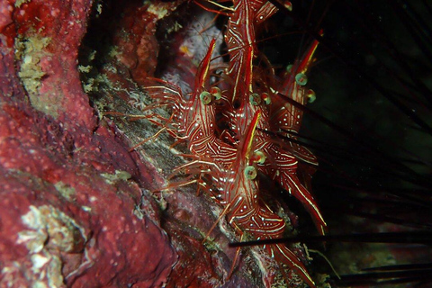 Immersioni a Phuket Isola di Maithon in piccolo gruppo o snorkelingProva a immergerti la mattina: 1 immersione e 1 snorkeling - non è richiesta la licenza