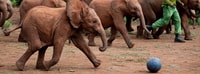 Nationalpark, Giraffenzentrum und Baby Elefant in Nairobi - Hizvo