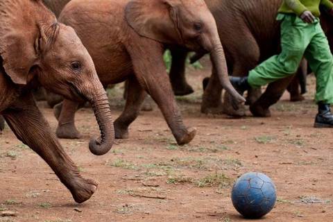 Parco nazionale, Centro Giraffe e Baby Elefante a NairobiParco nazionale, Giraffe Centre e Baby Elephant a Nairobi