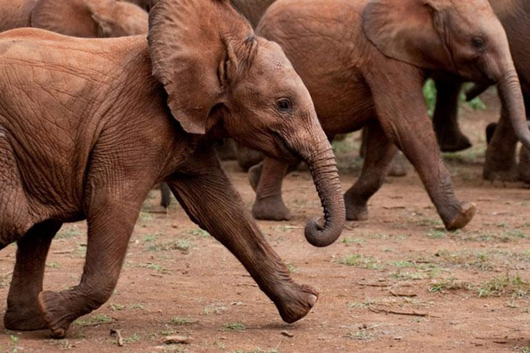 Parco nazionale, Centro Giraffe e Baby Elefante a NairobiParco nazionale, Giraffe Centre e Baby Elephant a Nairobi