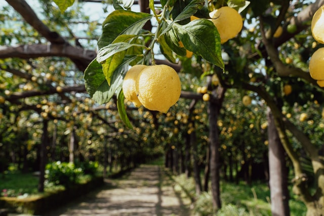 Limoncello Tour and Tasting in the Heart of the Sorrentine Peninsula