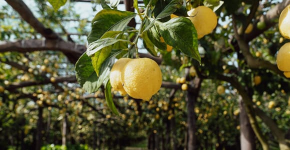 Limoncello Tour and Tasting in the Heart of the Sorrentine Peninsula