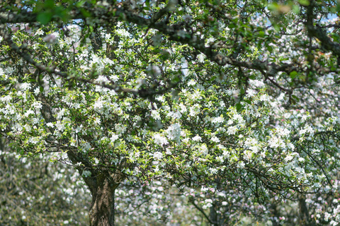 Calvados: the art of making Coquerel Calvados and Normindia Gin