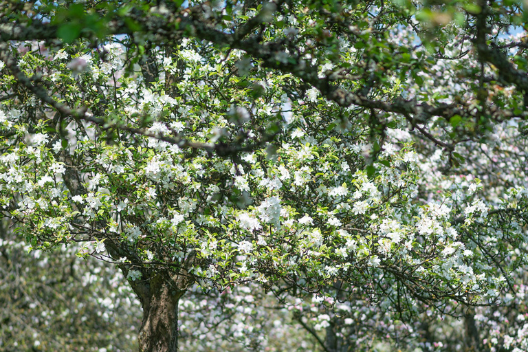 Calvados: the art of making Coquerel Calvados and Normindia Gin
