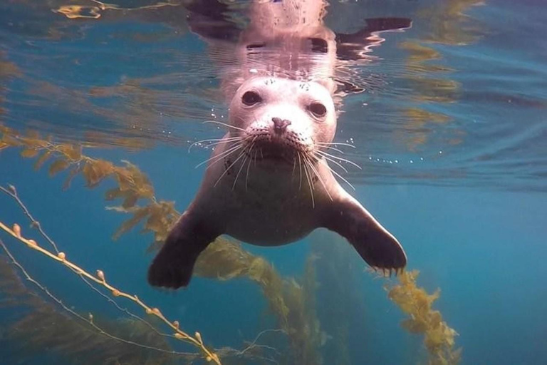 San Diego: La Jolla Cove Guided Snorkeling Tour San Diego: La Jolla Cove Guided Snorkeling