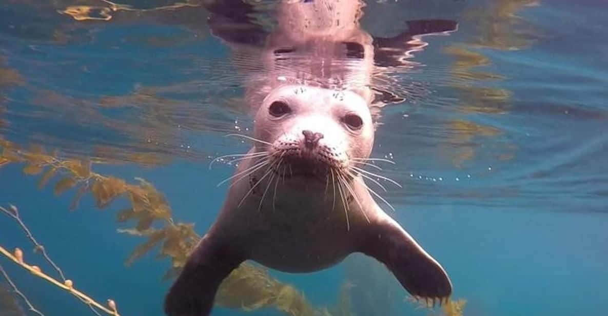 San Diego: La Jolla Cove Guided Snorkeling Tour | GetYourGuide