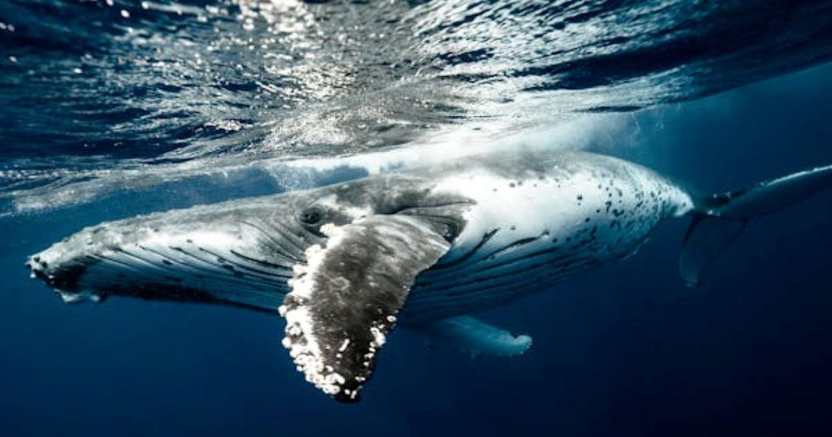 Mirissa: Deep-Sea Blue Whale Watching Cruise