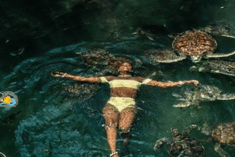 Zanzibar: Mnemba Dolphins Snorkel & Baraka Aquarium Turtles Hotel transfers anywhere in Zanzibar