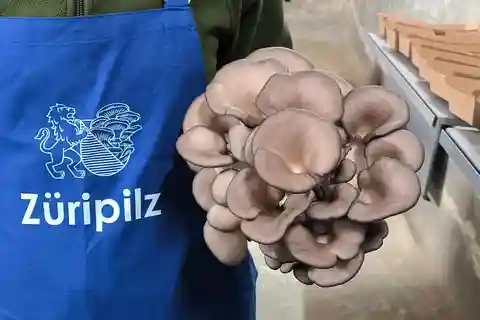 Zurich's best-kept secret: the hidden world of mushrooms!