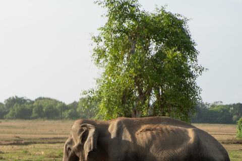 From Hikkaduwa/Galle/Mirissa : Udawalawa Safari &amp; Drop Ella