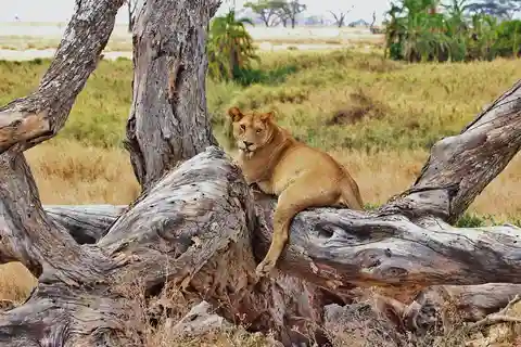 Safari classico di 3 giorni al Parco di Mikumi N. da Dar-es-Salaam
