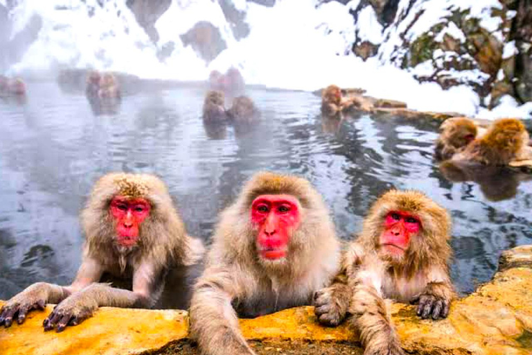 Excursion privée d'une journée aux singes des neiges et au temple ZenkojiVisite guidée privée Nagano Singes des neiges Temple Zenkoji Obuse