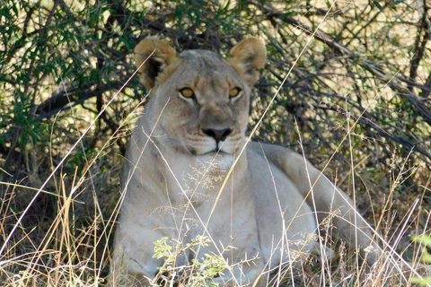 Pilanesberg Safari and Sun City Full Day Tour Private Tour Rate