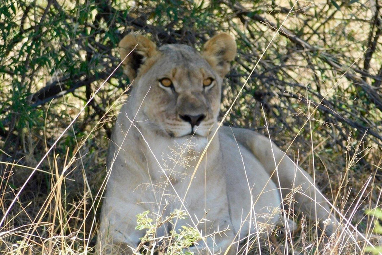 Pilanesberg Safari and Sun City Full Day Tour Private Tour Rate