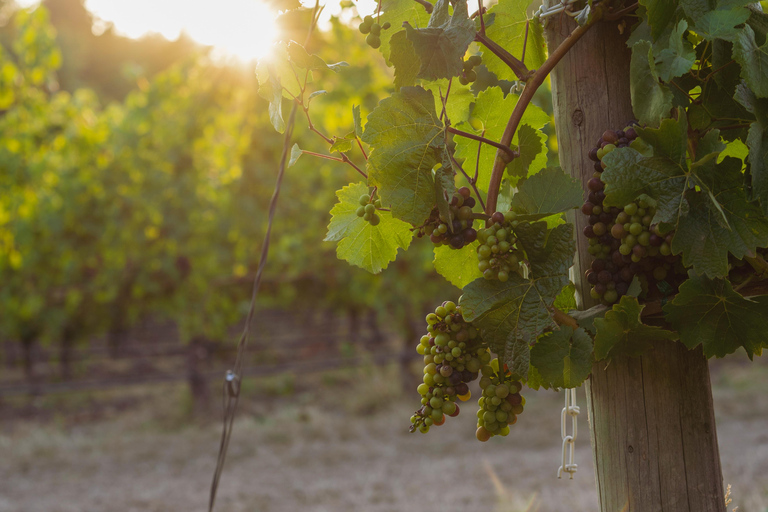 Von Portland aus: Willamette Valley Weinverkostungstour