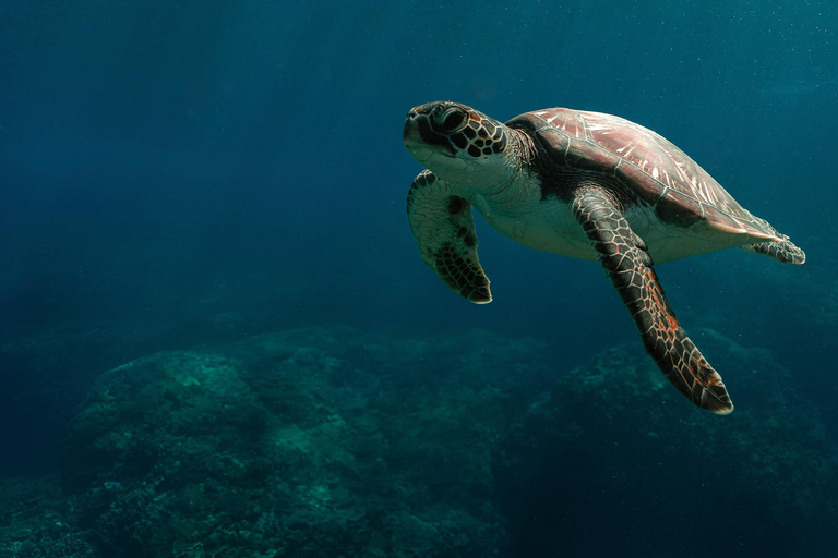 From Bali: Nusa Penida Private Snorkeling Tour with Lunch Shared Boat Trip with Meeting Point at Sanur