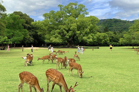 Nara Gardens and Temples Private Guided Tour with Transport