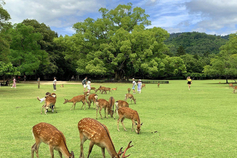 Nara Gardens and Temples Private Guided Tour with Transport