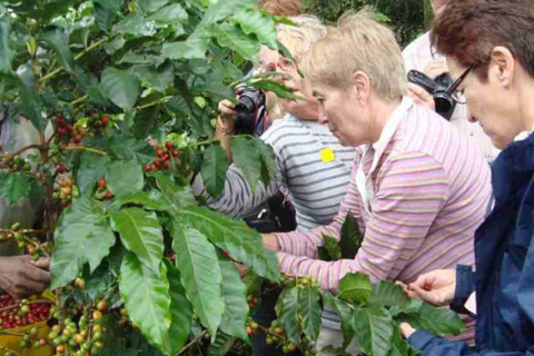 Bogotá: Coffee Farm Excursion