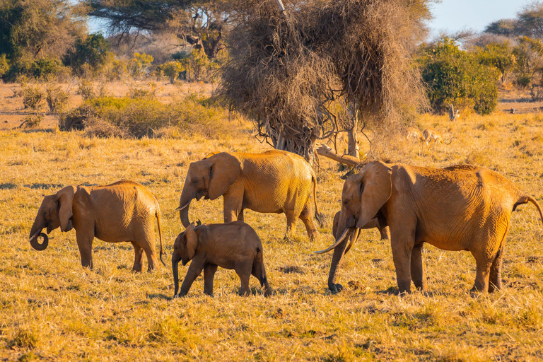 From Diani Beach or Mombasa: 2-Day Tsavo East Safari