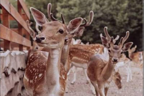 萨格勒布：普利特维采湖、战争历史和野生动物之旅
