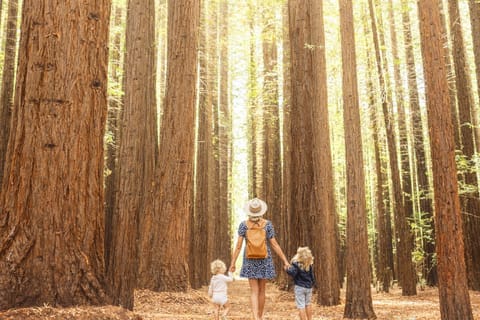 Yarra Valley | Redwoods, Wildlife or Farm, Chocolate - Image 2