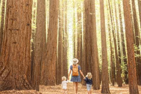Yarra Valley | Redwoods, Wildlife or Farm, Chocolate - Image 3