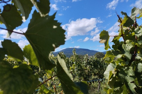 Gertwiller: Wine tasting and traditional winemaker's snack