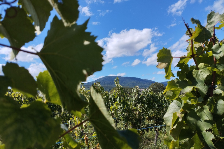 Gertwiller: Wine tasting and traditional winemaker's snack