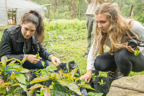 Coffee Farm Experience at La Palma & El Tucán from Bogotá