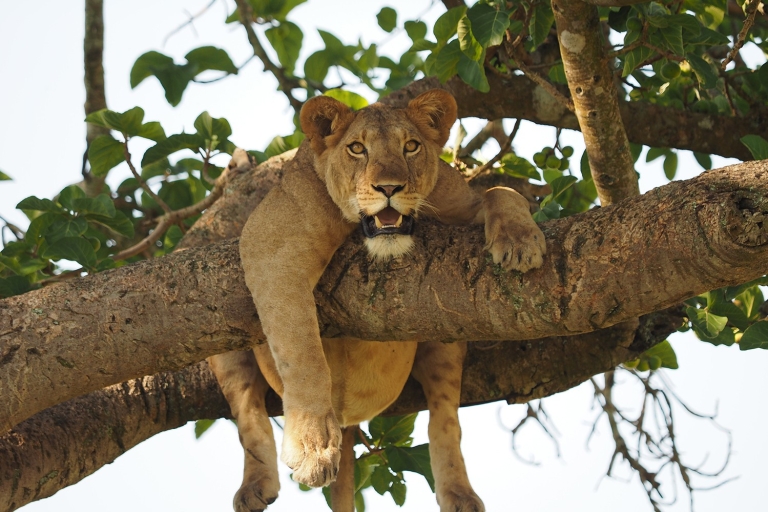 7-dniowe luksusowe safari na gorylach, szympansach i dzikiej przyrodzie w Ugandzie